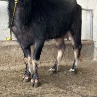 فروش گاومیش شیری با گوساله زیرش