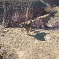 سگ سراب|سگ|سراجو, |دیوار