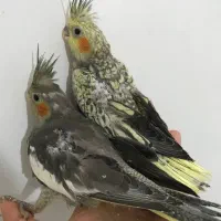 عروس هلندی|پرنده|کرج, گلستان|دیوار