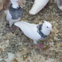 طوقی|پرنده|کنگاور, |دیوار