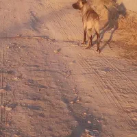 سگ سرابی اصیل|سگ|مهربان, |دیوار