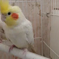 عروس هلندی نر