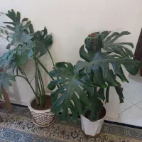 گل وگیاه|گل و گیاه طبیعی|ملایر, |دیوار