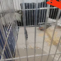 فنچ|پرنده|کاشان, امام خمینی|دیوار