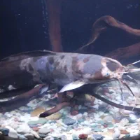 فروش یک عدد ماهی کت افریقایی|ماهی|صدرا-فارس, فاز ۱|دیوار