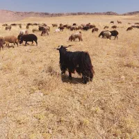 بزنر