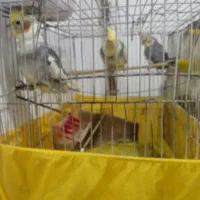 طوطی عروس هلندی|پرنده|رشت, شهرک آیت الله منتظری|دیوار