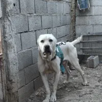 الابای روس اصل والکادو