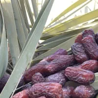 خرما پیارم درجه یک|خوردنی و آشامیدنی|جهرم, |دیوار