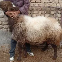 قوچ پلنگ|حیوانات مزرعه|چناران, |دیوار