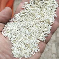 برنج محلی دودی