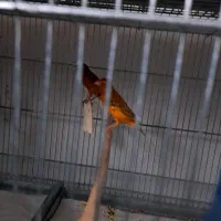 قناری|پرنده|کرج, کوی امامیه|دیوار