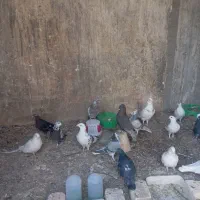 فروش تعدادی کبوتر|پرنده|اصفهان, اندوان|دیوار