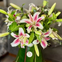 گل باکس گل دسته گل گل و کیک گل و عروسک