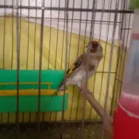 ماهی و سهره