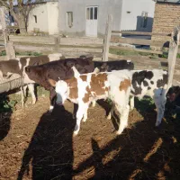 فروش ۶ راس گوساله شیرخوار نر|حیوانات مزرعه|گمیشان, |دیوار