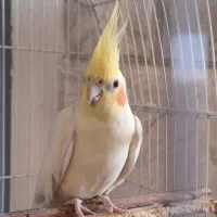 عروس هلندی ماده