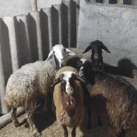 چهار بره ماده