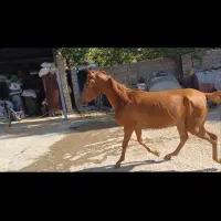 اسب کره مادیان فروشی کره طوفان خدادادی|اسب و تجهیزات اسبسواری|اسلامآباد غرب, |دیوار