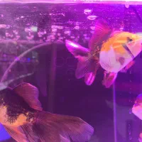 گلدفیش سوپر|ماهی|مشهد, عامل|دیوار