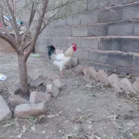 خروس|حیوانات مزرعه|گلبهار, بیزکی|دیوار