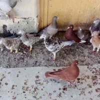 فروشی فوری کبوترخوش تیپ|پرنده|تاکستان, |دیوار