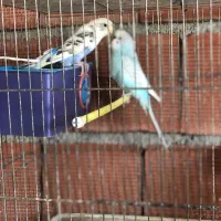 مرغ عشق مولد