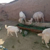 نربز سانن درجه|حیوانات مزرعه|بردسکن, |دیوار