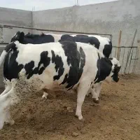 گوساله نر گاو