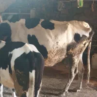 گاو و گوساله هلشتاین|حیوانات مزرعه|موچش, |دیوار