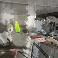 عروس ماده و۲جفت مرغ عشق ویک جفت فنچ