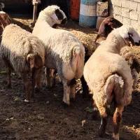 سه راس شیشیک آبستن یه میش چهار شکم و یه قوچ|حیوانات مزرعه|کلاله, |دیوار