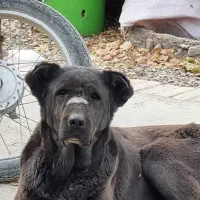 توله سگ قهدریجانی|سگ|ملایر, |دیوار