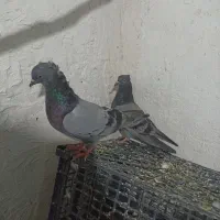کفتر یا کبوتر گرفتی غریب گیری کفتر تیرماه کفتر خوب|پرنده|تهران, خلازیر|دیوار