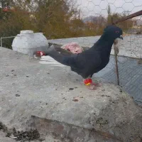 پرنده|پرنده|آبگرم, |دیوار