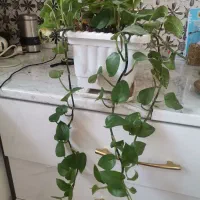 گل طبیعی|گل و گیاه طبیعی|اهر, |دیوار