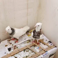 کفتر  کبوتر طوقی هفت رنگ فروشی