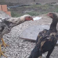 فر وش خروس لاری