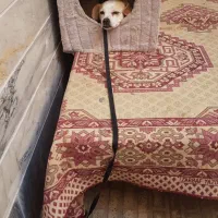 واگذاری پد خانگی