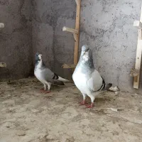 کبوتر بدرنگ و شصتی|پرنده|بشاریات, |دیوار