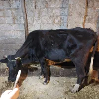 گاو و لیشه دورگ جوان|حیوانات مزرعه|سنگر, |دیوار