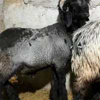 بره قوچی بختیاری