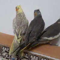 جوجه عروس هلندی