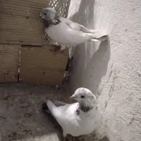 کفتر|پرنده|کرج, شهرک فهمیده|دیوار