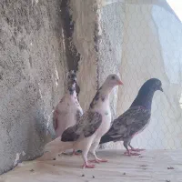 ۳عدد کبوتر پرشی