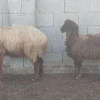 میش جوان داشتی