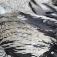 خروس دو رگه لاری اصیل بلند دانگ|حیوانات مزرعه|میرجاوه, |دیوار