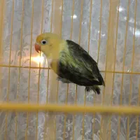 برزیلی معاوضه با نر دو سال به بالا