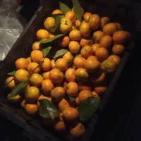 ۸ کیلو نارنگی محلی ارگانیک کیلویی ۲۰ هزار تومان