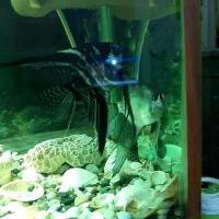 یه جفت ماهی آنجل